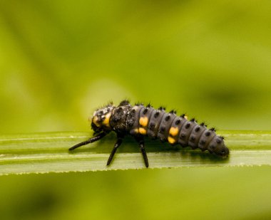 Coccinella septempunctata, yedi nokta uğur böceği