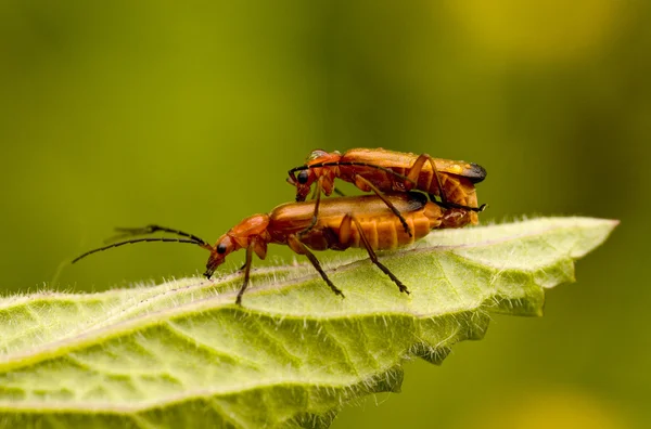 Rhaghonycha fulva, Red Soldier Beetle — Stock Photo, Image