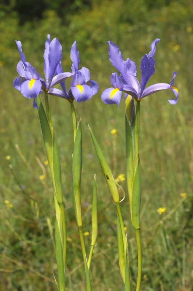 stock image Iris xiphium, Dutch Iris