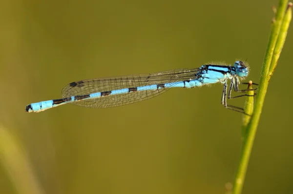 Enallagma cyathigerum, gemensamma blå flickslända — Stockfoto