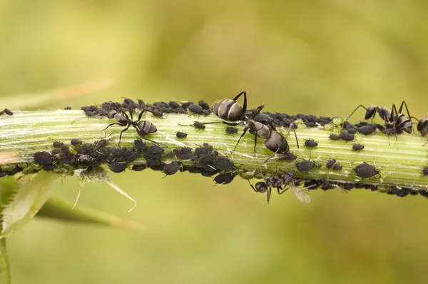蚂蚁抚育蚜虫。农场蚜虫 — 图库照片
