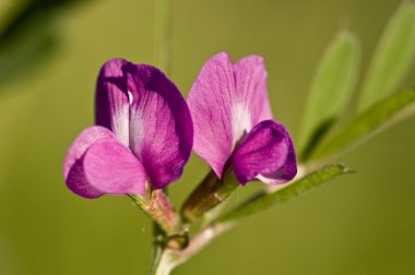 Vicia sp.