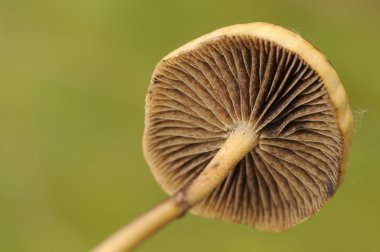 panaeolus sp. levhalar,