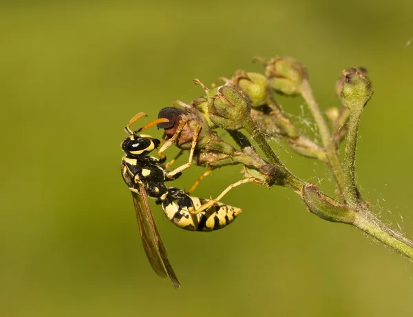 Polistes cf gallicus. paper wasp — Stock Photo, Image