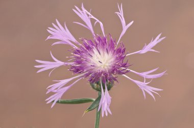 Centaurea diluta, kantaron, centory, starthistles, knapweeds