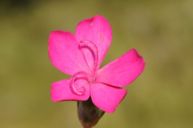 Dianthus anticarius, karanfil, ilahi çiçek, pembe karanfil, gilly flowe