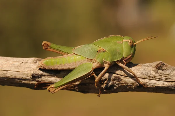 Locusta migratoria, orthoptera, de grote afstanden trekkende sprinkhaan — Stockfoto
