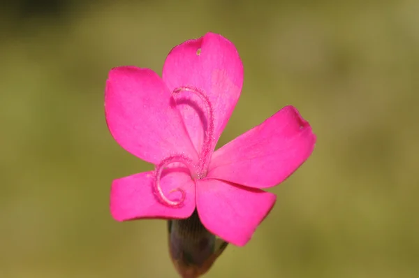 Anticarius hvozdík, karafiát, božská květina, pink hřebíček, gilly květi — Stock fotografie