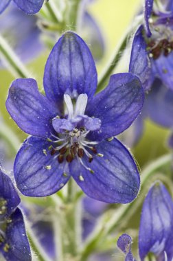 Delphinium staphisagria, Stavesacre, Purple flower green background clipart