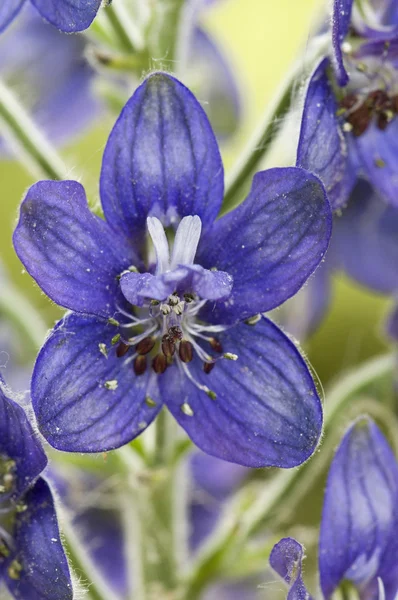 翠雀属 staphisagria、 stavesacre、 紫色的小花绿色背景 — 图库照片