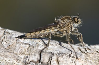 asilidae, soyguncu sinek, koyu yeşil renkli