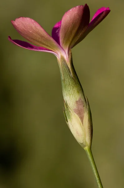 Dianthus anticarius, Nelke, göttliche Blume, Gewürznelke rosa, Goldfluss — Stockfoto