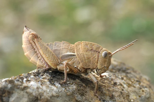 Евмигус ср. monticola, Grasshopper зеленый фон — стоковое фото