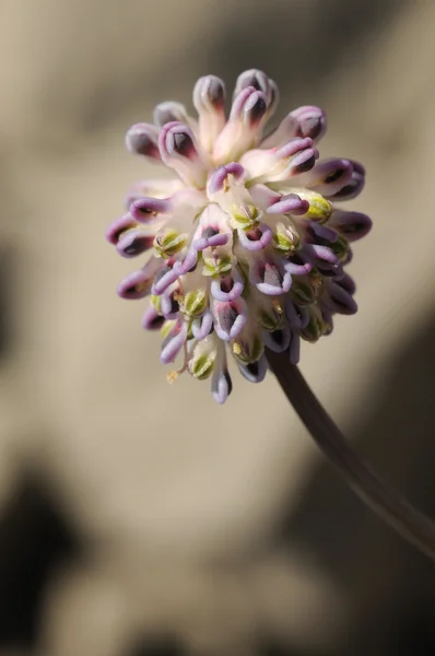 Platycapnos saxicola, plante pourpre fond brun — Photo