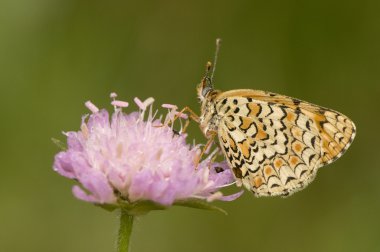 Melitaea phoebe Knapweed Fritillary