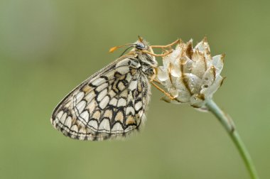 melitaea cf celadussa heath fritillary