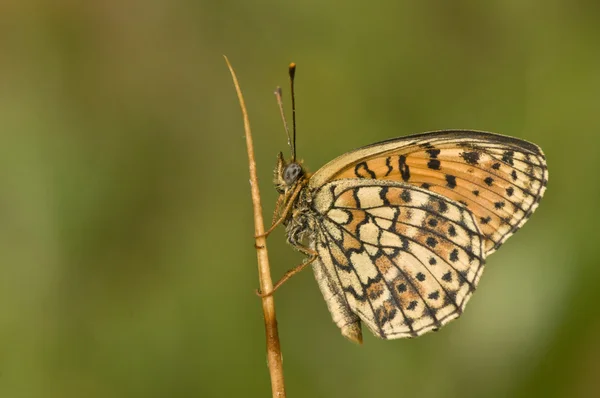 Brenthis hecate Twin-Spot Fritillary — Stock Photo, Image