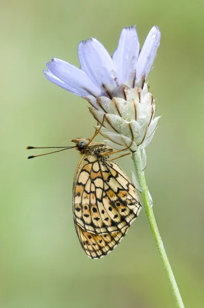 stock image Brenthis hecate, twin-spot fritillary