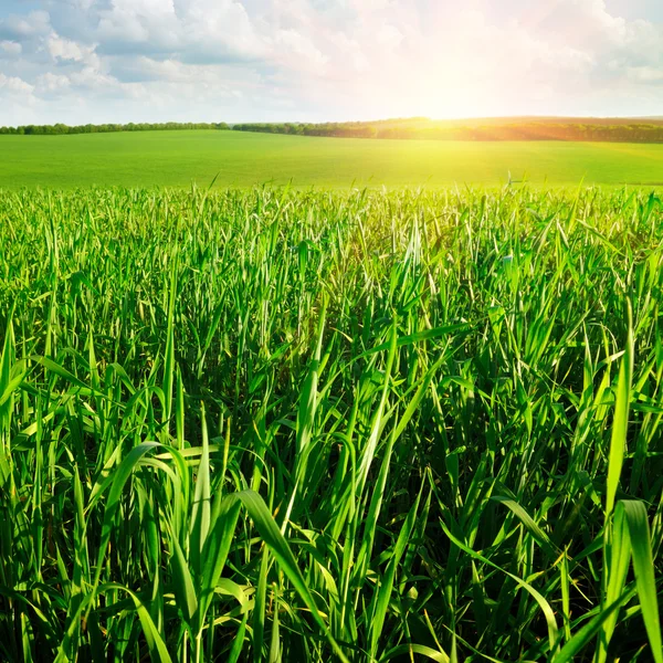Beautiful sunrise in a wheat field — Stock Photo, Image