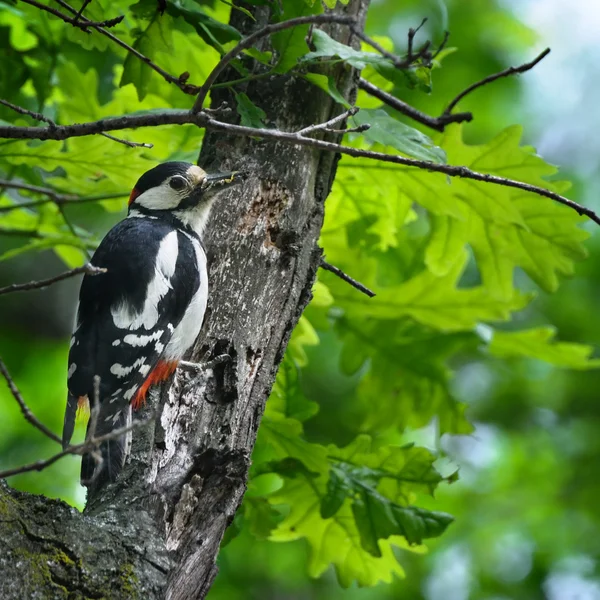 Woodpecker with insect in its beak — Stock Photo, Image