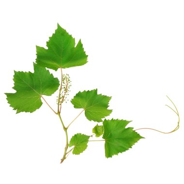 Vine leaves isolated on white background clipart