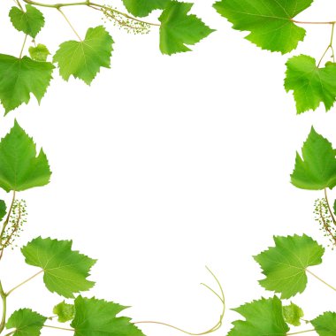 Frame made of vine leaves isolated on white background clipart