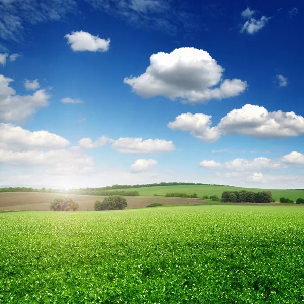 Groch malownicze pole i błękitne niebo — Zdjęcie stockowe