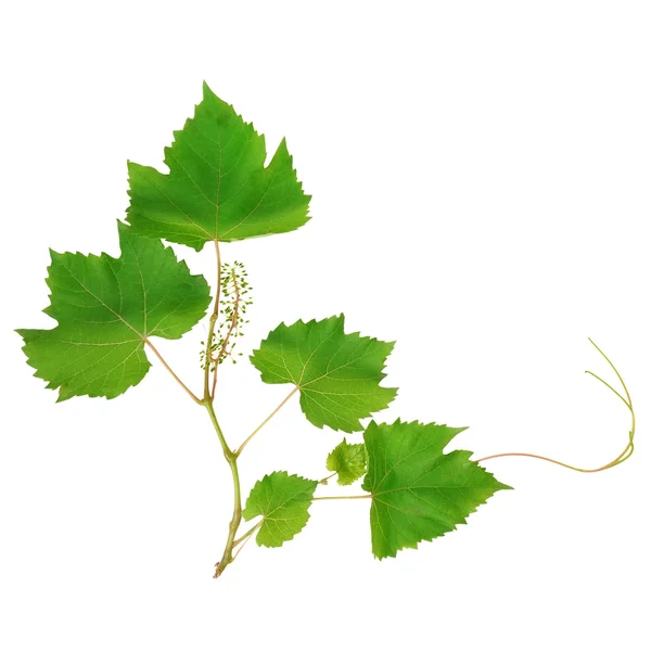 Листья виноградной лозы на белом фоне — стоковое фото
