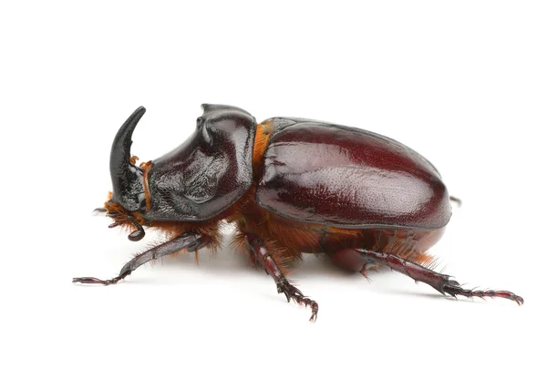 Stock image Beetle isolated on white background