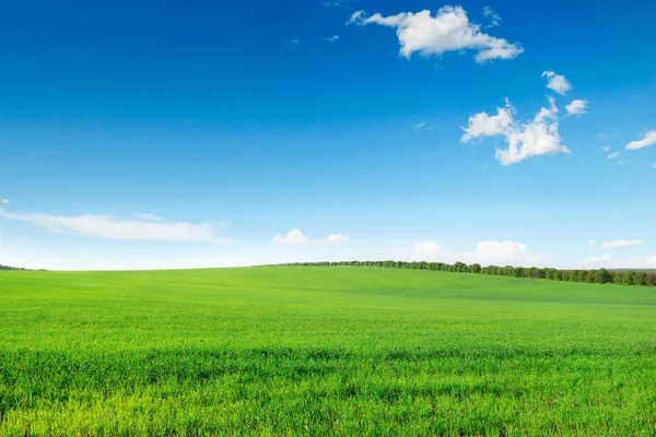 stock image Picturesque green field