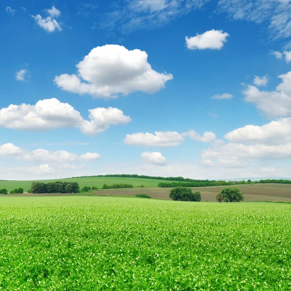 Feld und blauer Himmel — Stockfoto