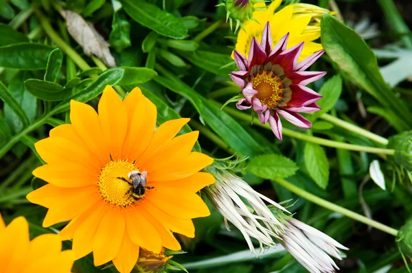 Fiore e api — Foto Stock