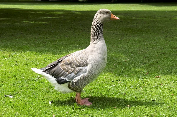 Goose on the lawn — Stock Photo, Image