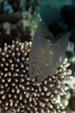 red Sea siphonophore.