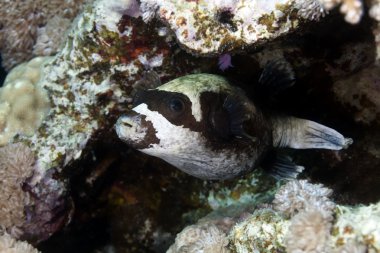 Maskeli pufferfish kızıl denizi.