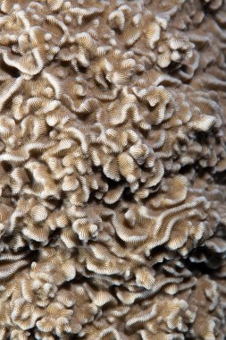 Texture of hard coral in the Red sea.