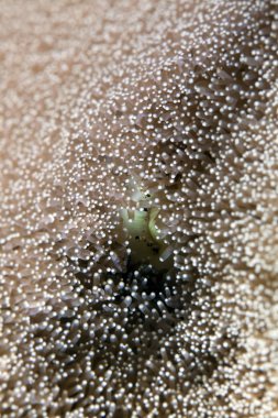 Mouth of an adhesive anemone in the Red Sea. clipart