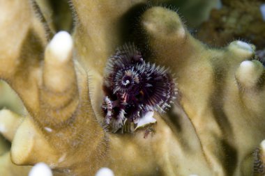 Christmas tree worm (spirobranchus giganteus) in the Red sea. clipart