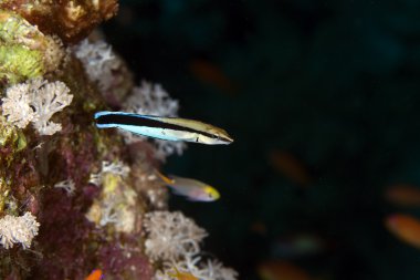 Bluestreak temiz wrasse (Labroides dimidiatus) .