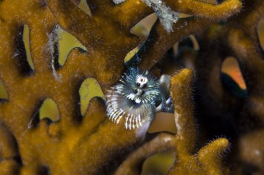 Christmas tree worm (spirobranchus giganteus) in the Red sea. clipart