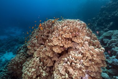 kubbe coral red Sea.