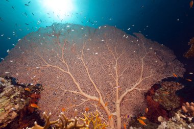 Sea fan and fish in the Red Sea. clipart