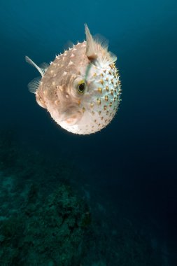 Yellowspotted burrfish in the Red Sea. clipart