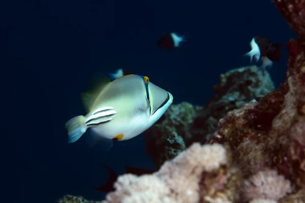 Triggerfish Picasso w Morzu Czerwonym. — Zdjęcie stockowe