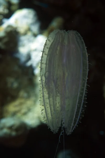 Red Sea siphonophore. — Stok fotoğraf