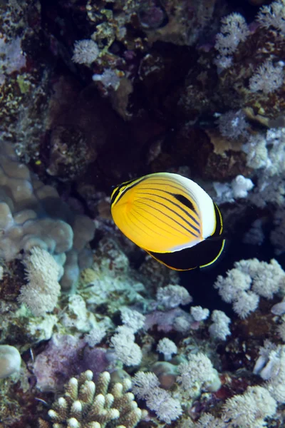 Polyp butterflyfish v Rudém moři. — Stock fotografie