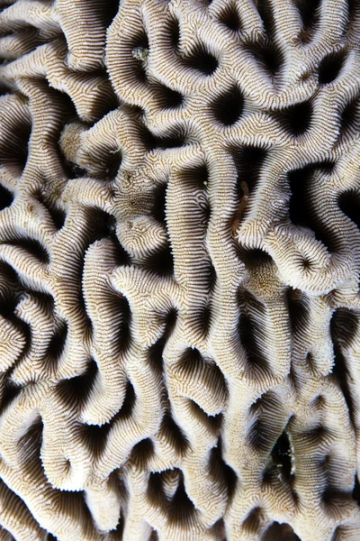 Tekstur af hård koral i det Røde Hav . - Stock-foto