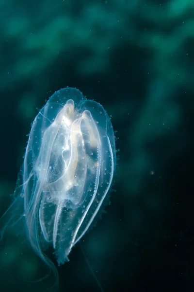 Red Sea siphonophore. — Stok fotoğraf