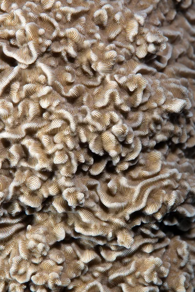 Textur von Steinkorallen im Roten Meer. — Stockfoto