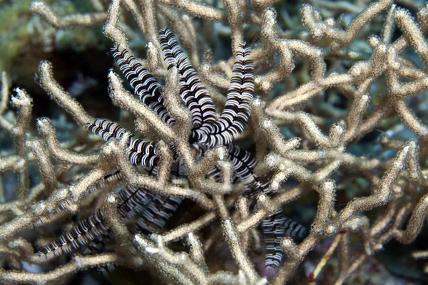 Federstern in verzweigten Korallen. — Stockfoto